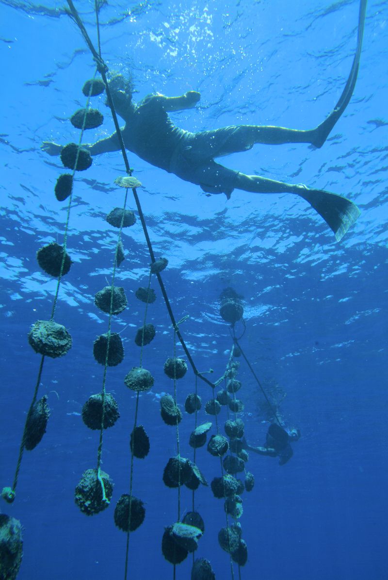 récoltes perles de tahiti lagon