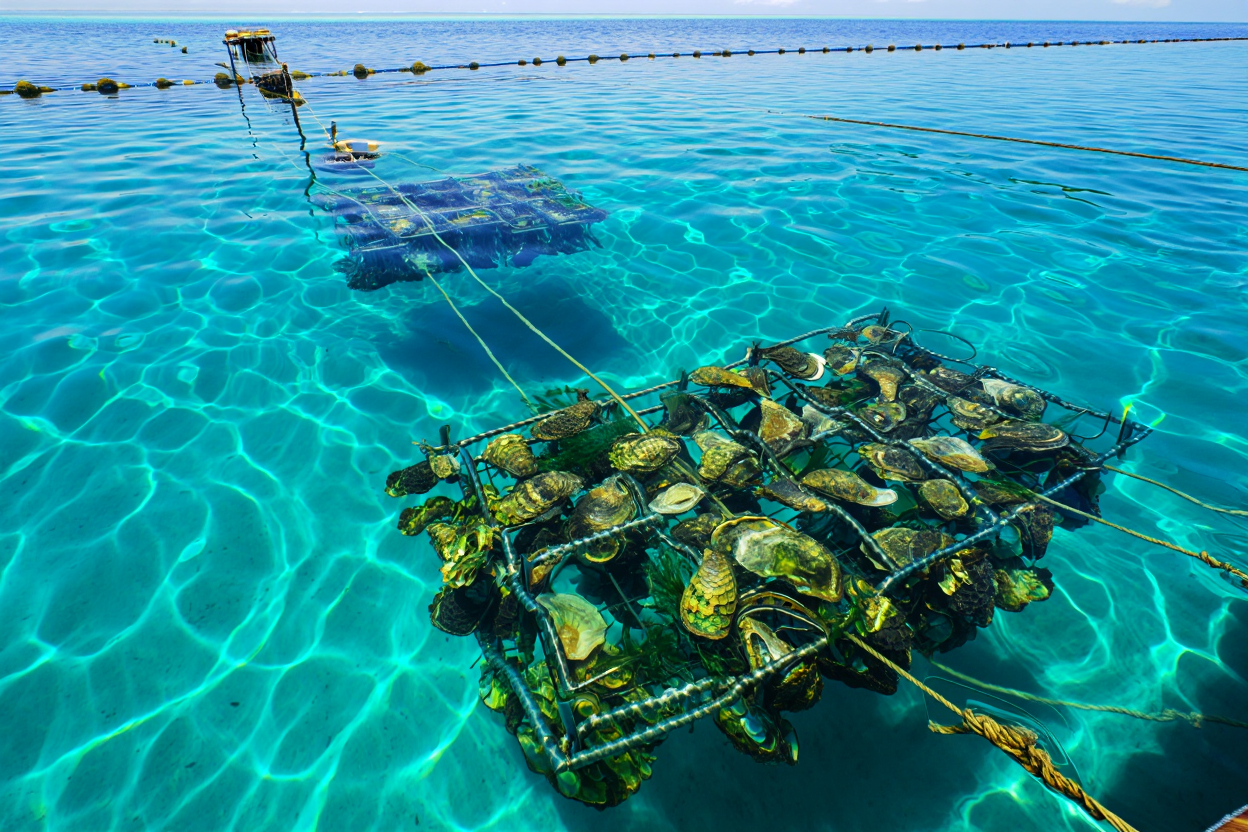 Ferme perlière en lagon avec huîtres en culture