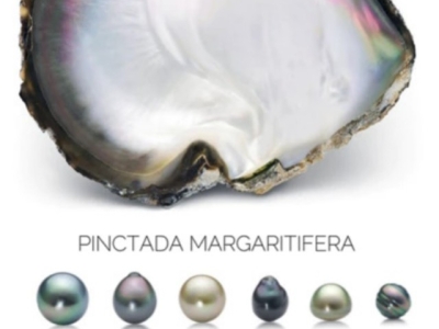 Quels sont les mollusques producteurs de Perles de culture ?
